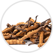 Cordyceps